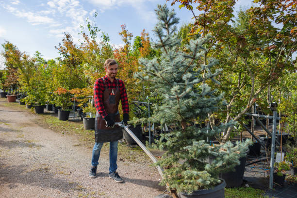 Professional Tree Service in Darlington, WI